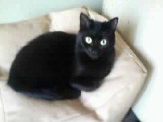 Mollie